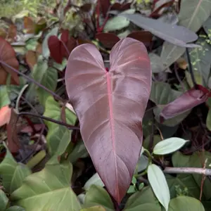 Philodendron Dark Lord 6" pot Rare Plant Collector's Plant New Arrival with Vibrant Green Leaves Unique Leaf Shape Ideal for Indoor Gardening