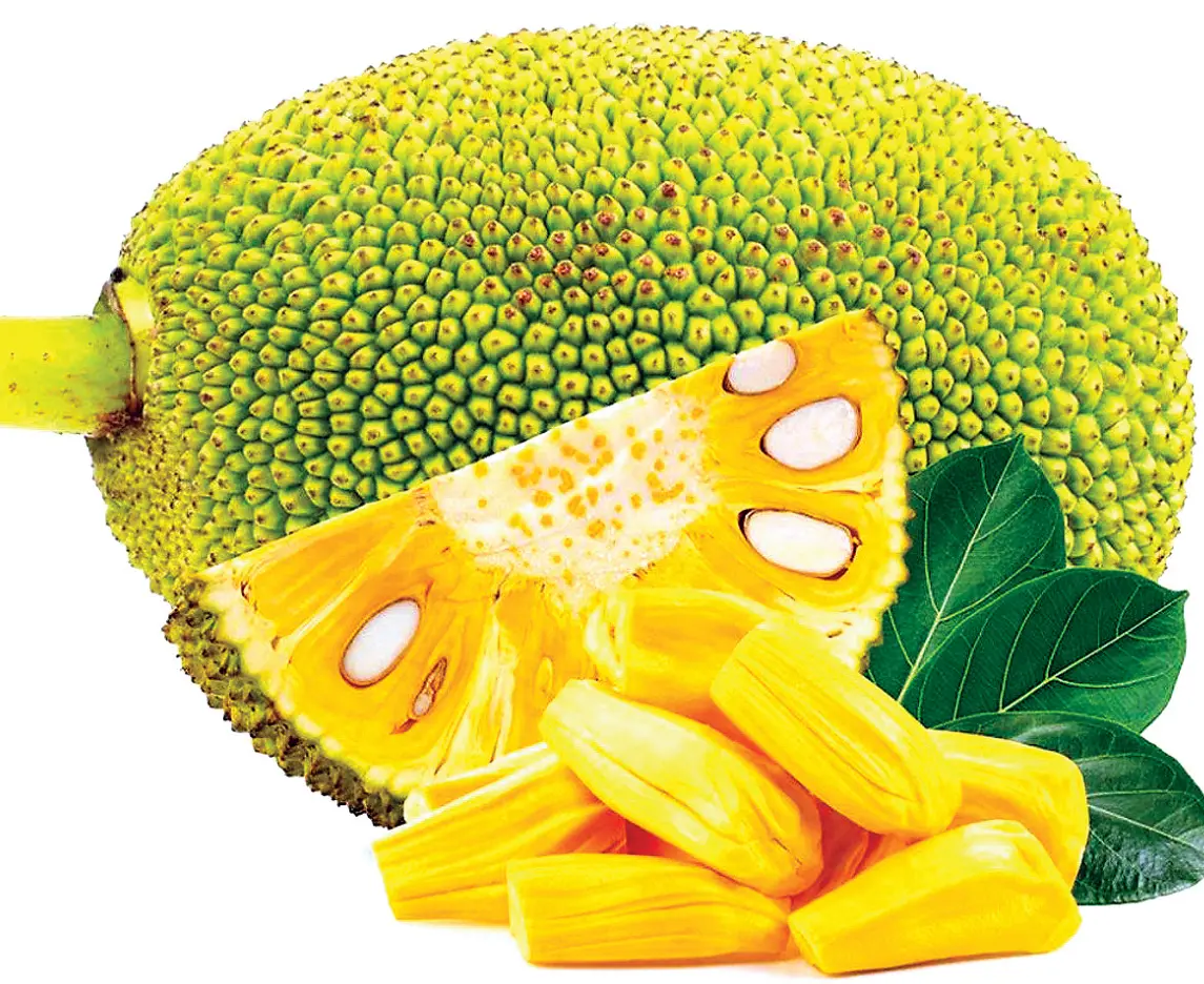 Jackfruit Plant Live for Planting, Tropical Jackfruit Tree for Garden 6 to 8 Inch Tall in 4 Inch Pot