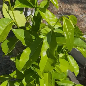 Fèy korosòl/Soursop Leaf