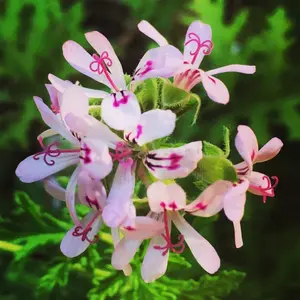 500+ Citronella Plant Seeds for Planting Rare Citronella Geranium Seeds to Plant Bonsai Home Heirloom Garden Perennial	