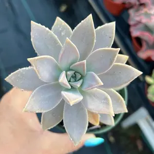 Ghost Plant Succulent: Pale Lavender Graptopetalum in Pot