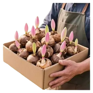 Lily Bulbs for Beginners - Easy-to-Grow, Low-Maintenance Lilies Flowers for Home Garden Outdoor Decoration