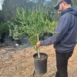 Euphorbia Pencil Cactus bare roots