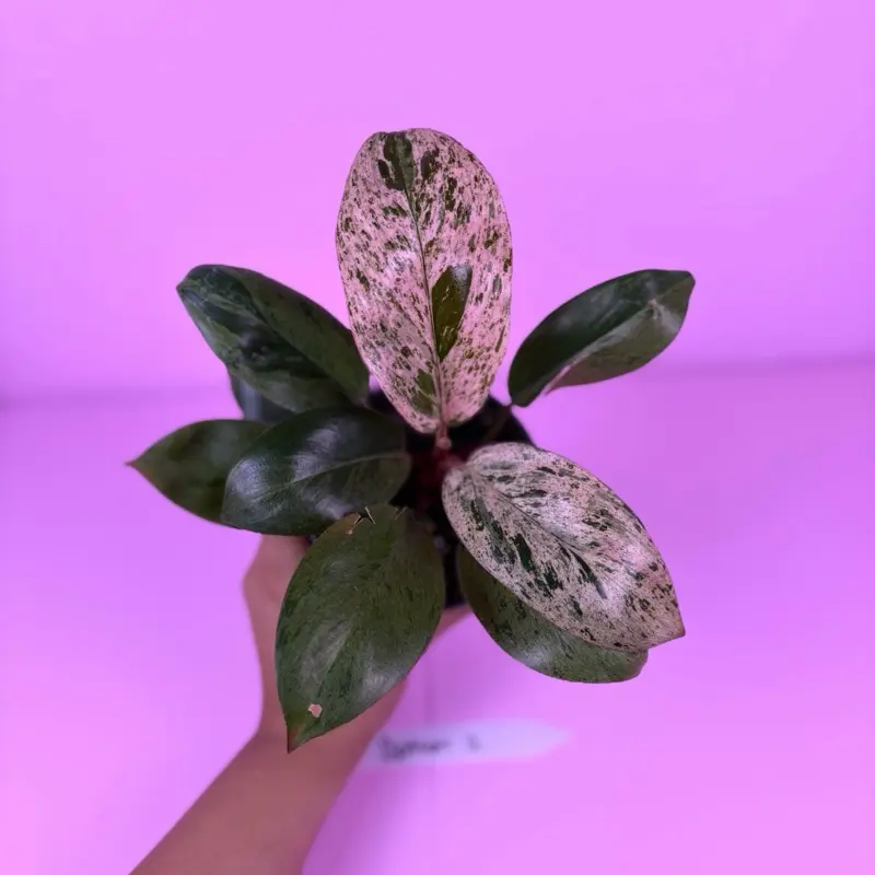 red congo philodendron - TikTok Shop