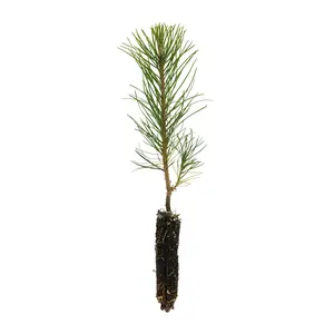 Austrian Black Pine | Small Tree Seedling