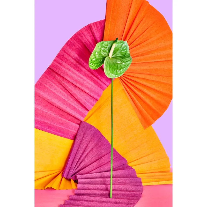 Still Life With Green Anthurium Flower: Giclée Print, Floral Photo, Still Life, Modern Art, Wall Hanging, Abstract Art, Decorative, Fine Art, Abstract Floral