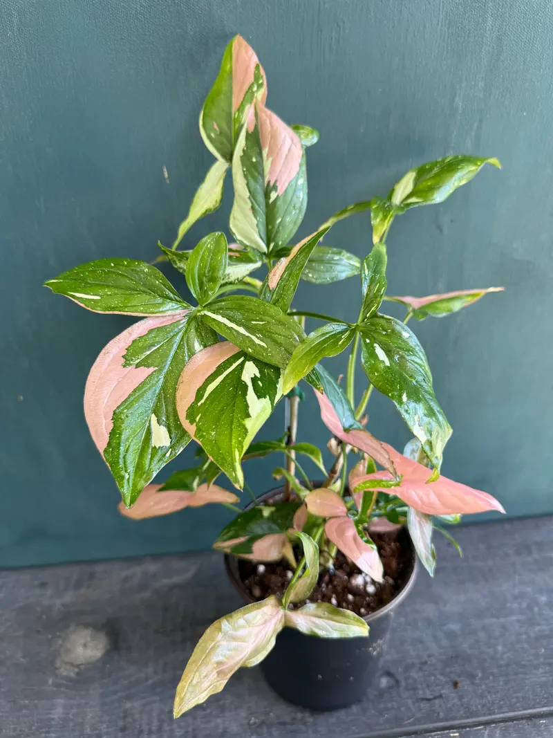 syngonium angustatum variegated - TikTok Shop