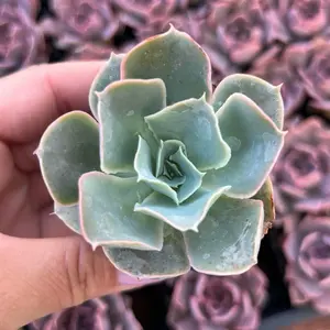 2” Echeveria Domingo