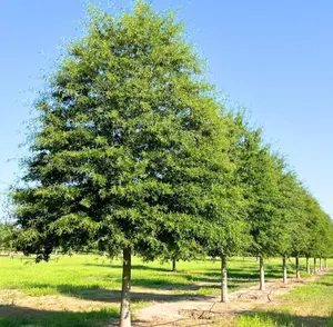 Oak Tree Live Plant, Live Oak Tree for Planting, Oak Tree from 12 Inches Tall 4 Inc Pot for Growing
