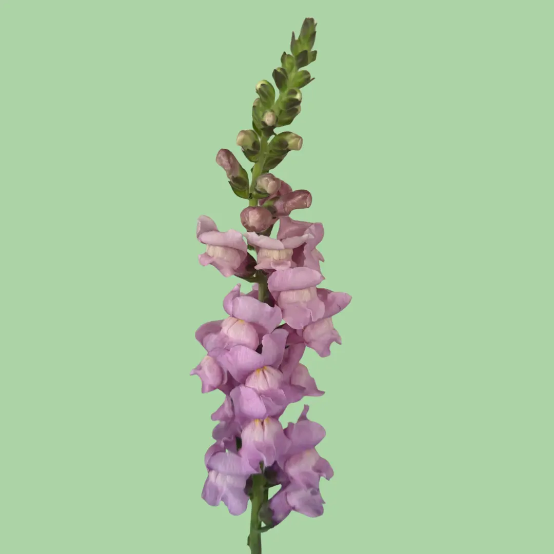Snapdragon Potomac Lavender seeds Snapdragon Potomac Lavender seeds