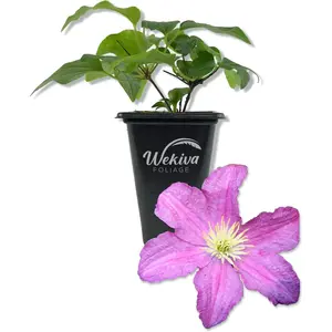 Clematis Comtesse De Bouchaud - Live Starter Plants in 2 Inch Growers Pots - Starter Plants Ready for The Garden - Rare Clematis for Collectors