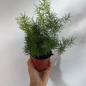 Asparagus Fern 4" pot House Plant with Unique Leaves for Indoor Home Decoration and Easy Care Pot Interior