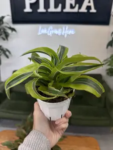 Dracaena 'Tornado' Lemon Lime – 4" Compact Spiraled Dragon Tree, Easy‑Care Tropical Houseplant