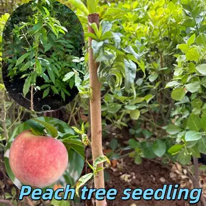 Hardy peach tree seedlings, succulent fruit trees for patios, garden beds, and garden decorations