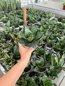 Snake Plant 4 Inch Pot - Sansevieria with Green Patterns, Ideal for Indoor Use, Low Maintenance, Tolerates Low Light, Purifies Air