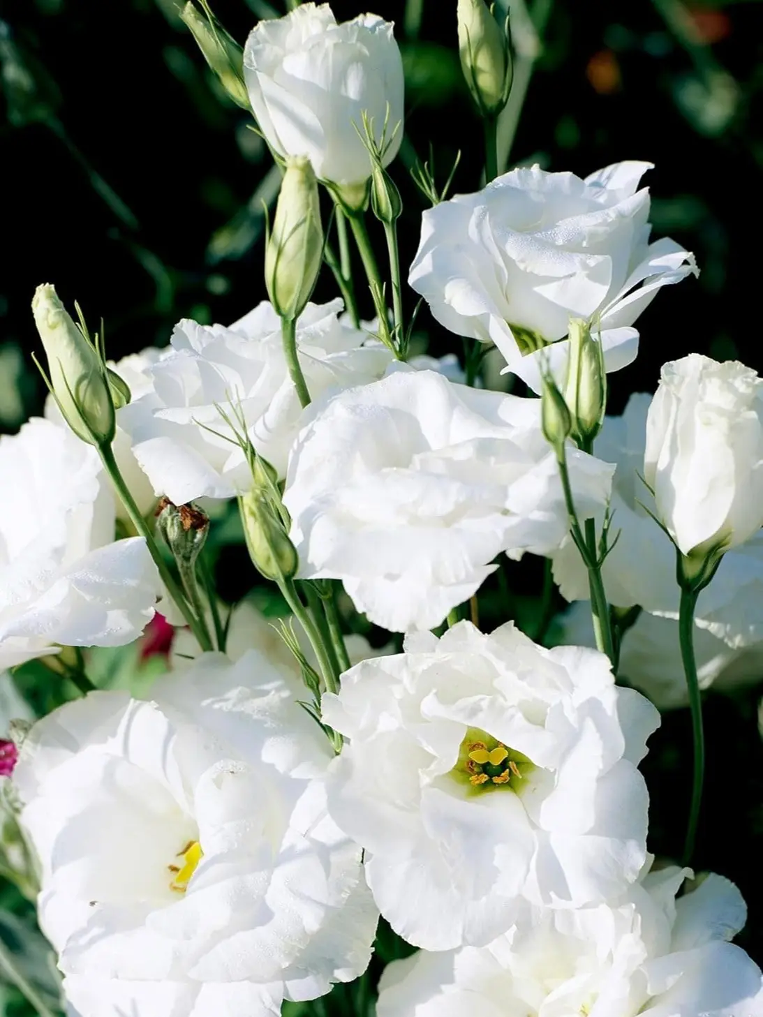 50 Double Lisianthus Seeds Black Pearl - Black Flower Seeds, Hybrid Seed