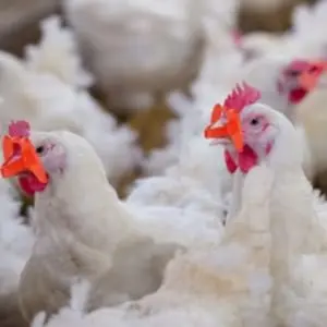 24pcs Chicken Glasses No Nails, Anti-Biting Large Medium Size, No Drilling Required, Non-Nose Piercing, Durable Pet Protection