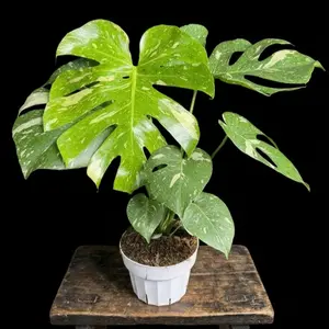 6" XL Monstera Thai Constellation, Highly Variegated, Live Houseplant, Indoor Plant