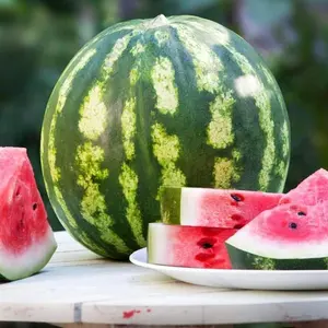 100 Crimson Sweet Watermelon Seeds – Grow Delicious Green-Skinned Fruits in Your Garden