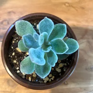 Echeveria Pulvinata Succulent Plant - Low-Maintenance Indoor/Outdoor Potted Succulent for Home Decor