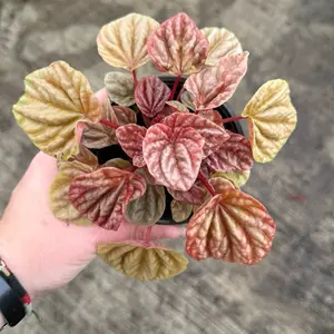 4” Peperomia Quito - Pet-safe