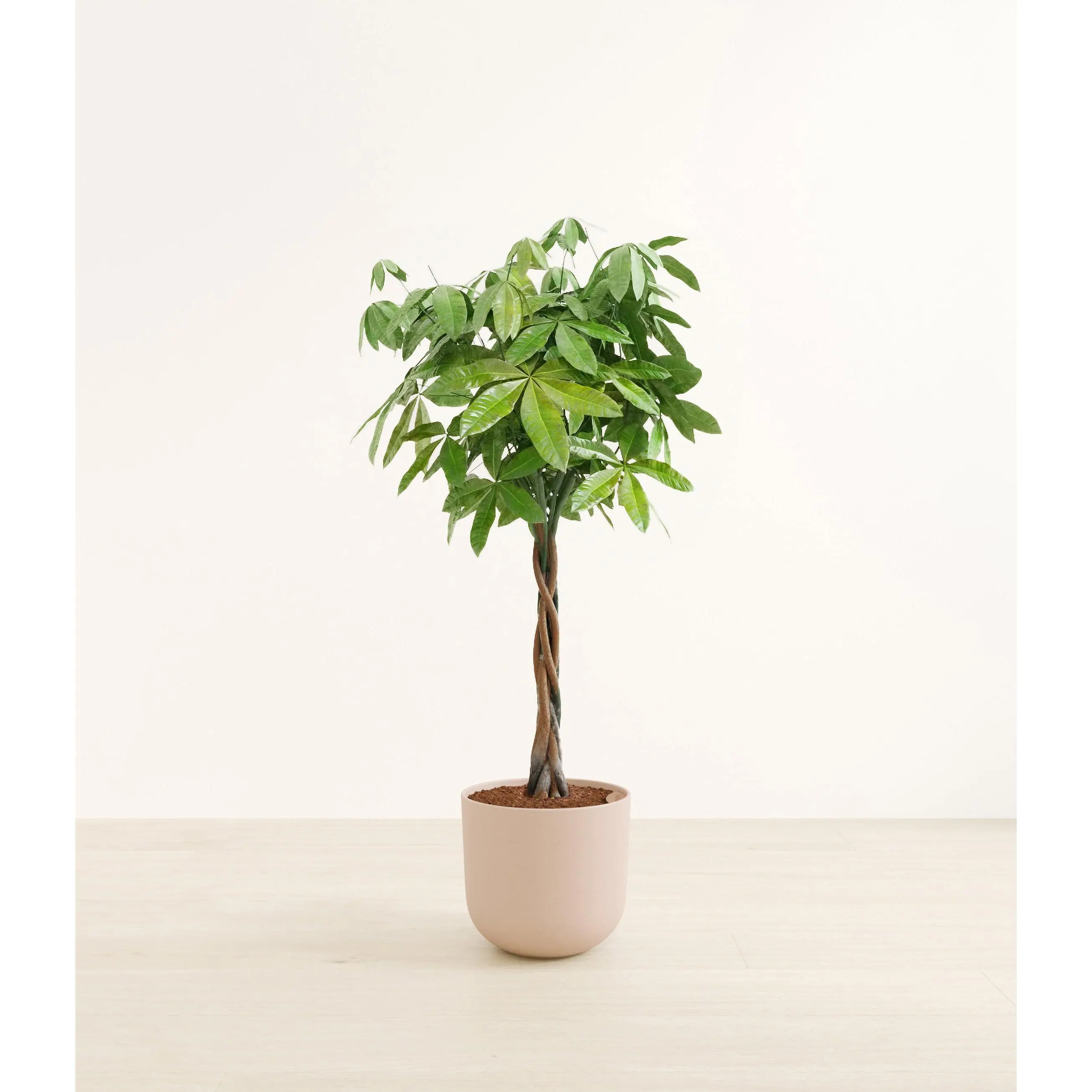 Money Tree