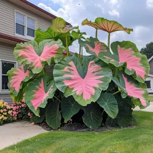 300 high-quality coleus seeds . guaranteed viable with no bad seeds. A perennial shade plant, perfect for gardens and yards. Made in the USA | Non-GMO |