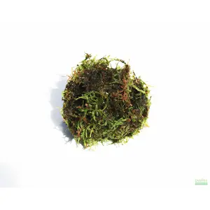 JAVA MOSS -SUPER EASY Low Light Aquarium Plant