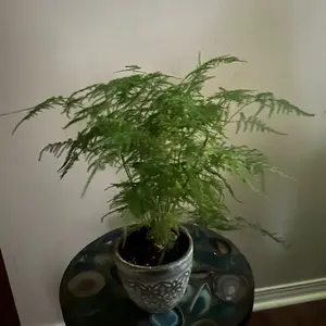 Asparagus fern