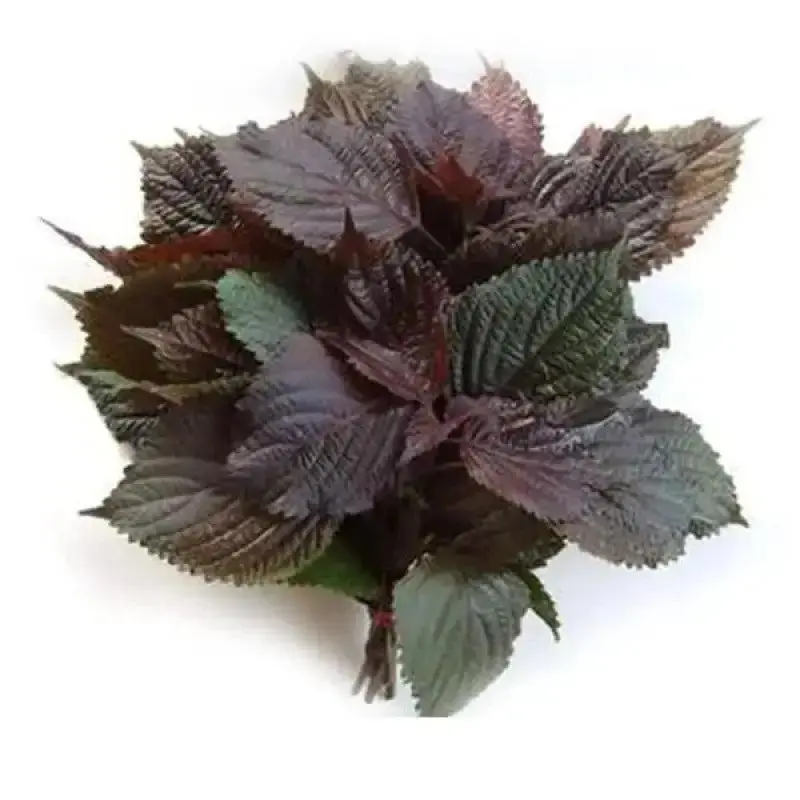 Vietnamese Perilla Frutescens Herb Seeds, 4-Pack Home Planting Shiso Seeds (800 Seeds Total) for Gardening, Home Planting Seeds