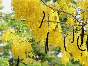 Cassia fistula | Canafistula | Purging Cassia | Golden Rain Tree | 10_Seeds
