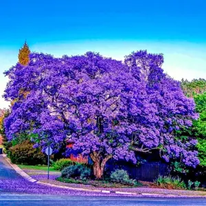 20 Jacaranda Fern Tree Seeds (Mimosifolia acutifolia) Tropical Blue Flowers Plant