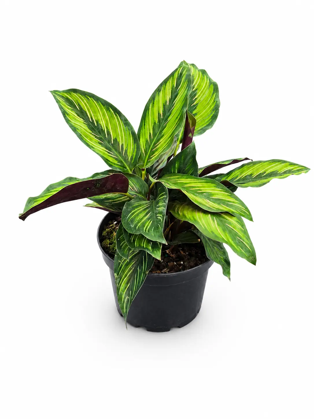 Calathea Beauty Star, Pet-friendly, Live Plant, Tropical Houseplant, Striped Foliage