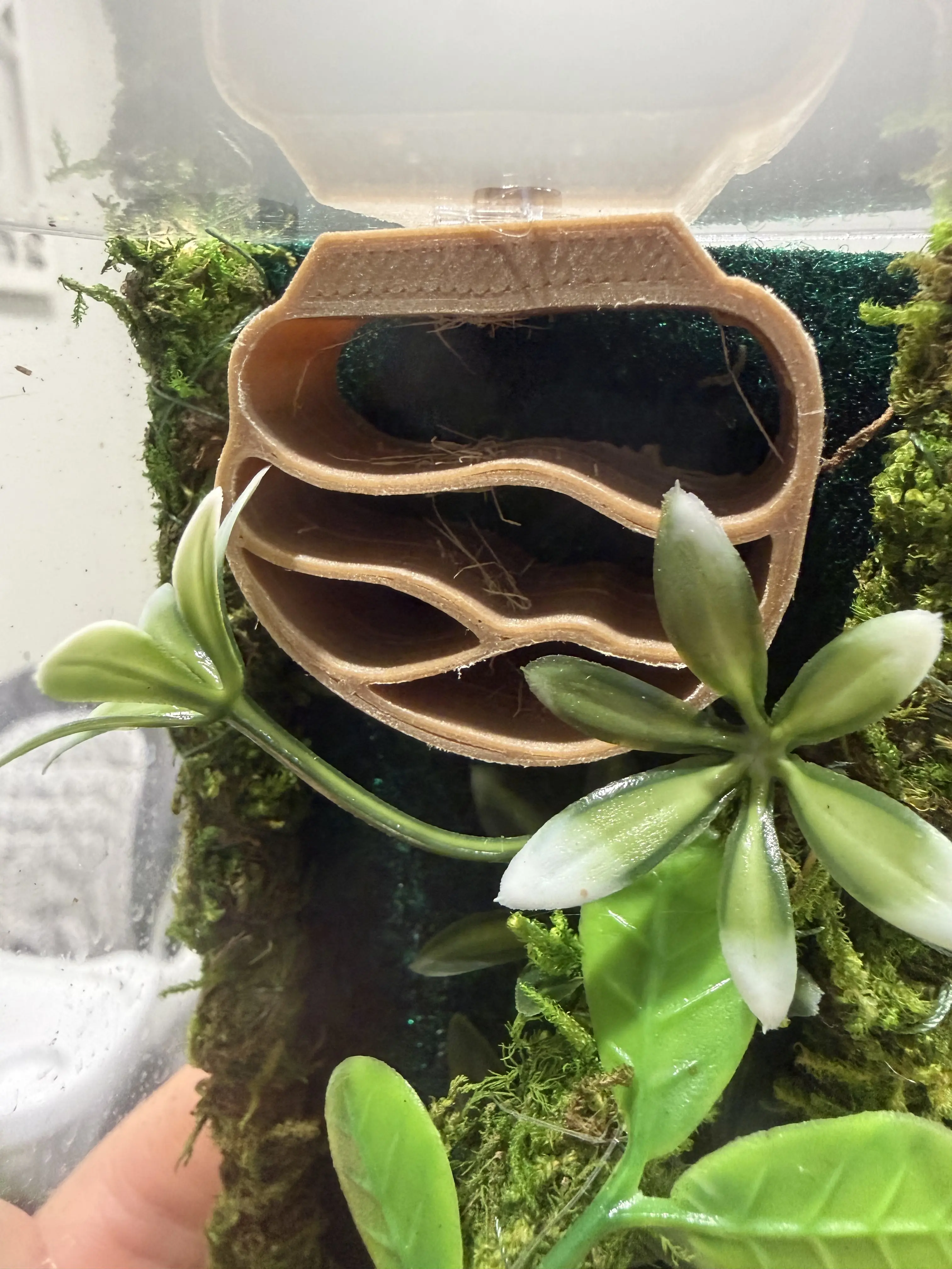 WndrfulWebs jumping spider enclosure Hide