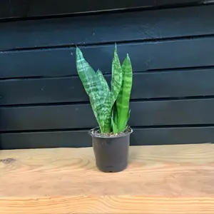 SnakePlant Robusta 4 Inch Pot