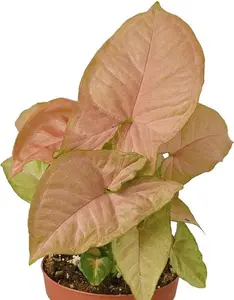 4" Syngonium Strawberry Plant