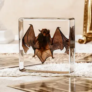 Taxidermy Bat, Real Bat Taxidermy Animals, Oddities Taxidermy, Resin Bat Taxidermy for Science Classroom Specimens Education, Great Gift for Taxidermy, Bat Decor, Oddities, Biology Enthusiasts-3X3X1In WAVEBEEXS