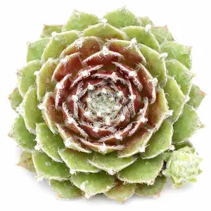 Sempervivum ‘Ann Christy’