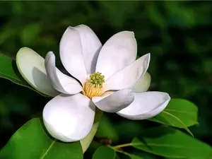 Sweetbay Magnolia Tree Seeds for Planting - 20 Magnolia virginiana Northern Seeds for Fragrant Spring Flowers & Evergreen Foliage Easy Gardening Experience