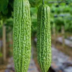 Pack of 25 Bitter Melon Seeds for Planting, Asian Bitter Gourd Seeds, Asian Vegetable Seeds