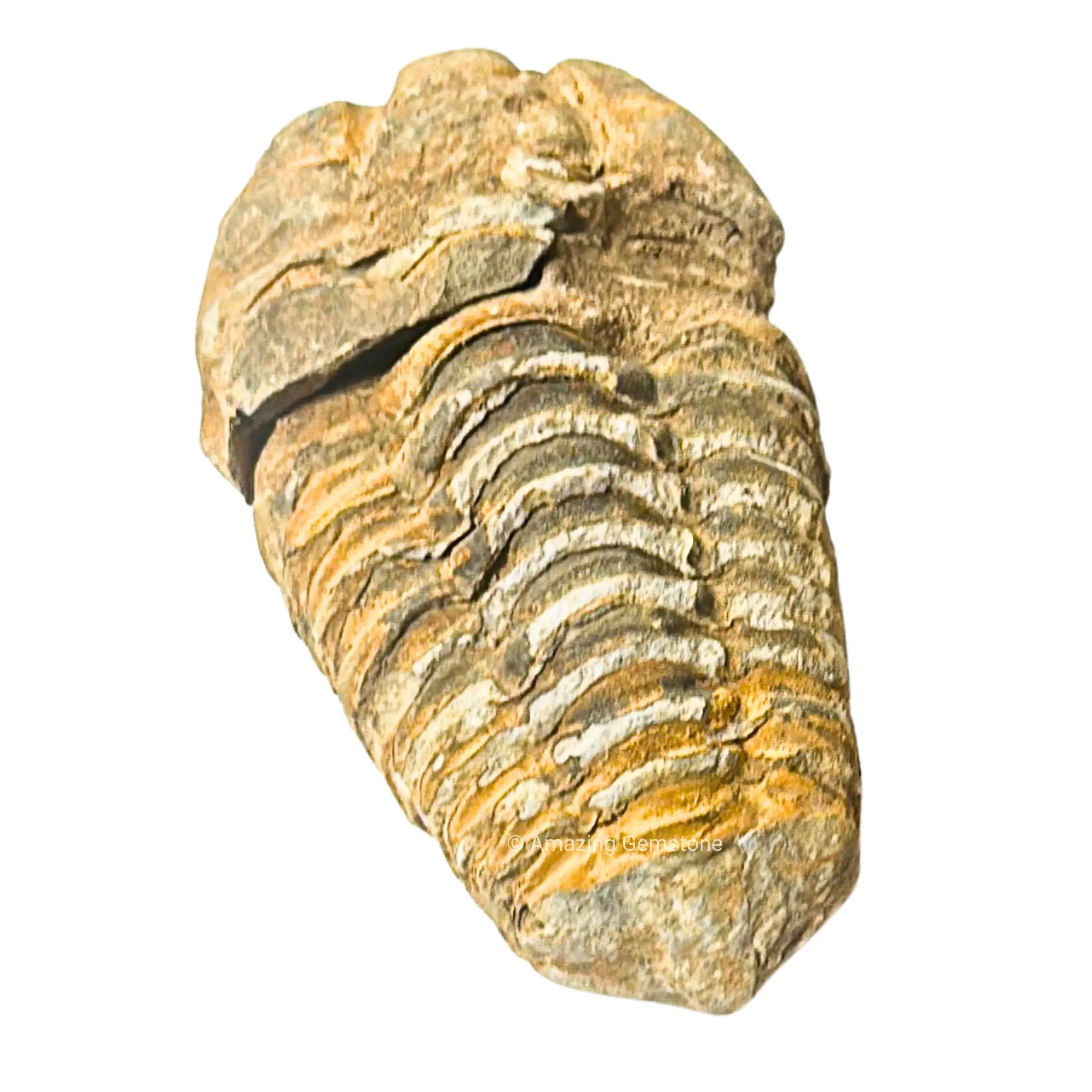 Amazing Gemstone Genuine Morocco Trilobite Fossil Specimen - Museum-Grade Collector Piece for Home Decor, Religious Home Supplies Display