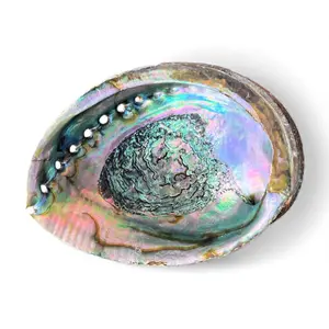 Abalone Shell - (Large)