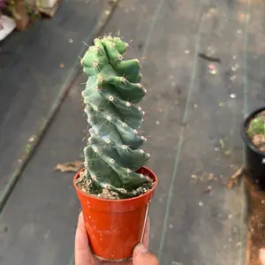 Spiral Cactus 3 inch pot Plant Cereus