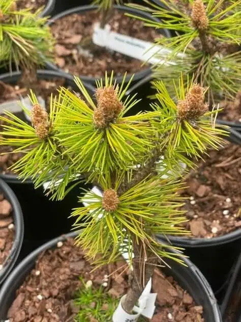 Pinus densiflora 'Low Glow' Dwarf Japanese Red Pine