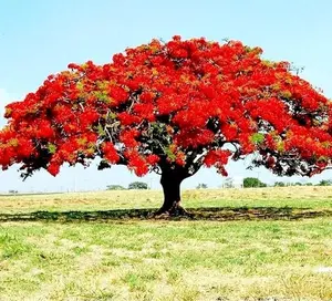 20 Red Flame Flamboyant Tree Seeds Delonix Regia Royal Poinciana Tropical Fast Growing Plants for Eye-Catching Garden Focal Point