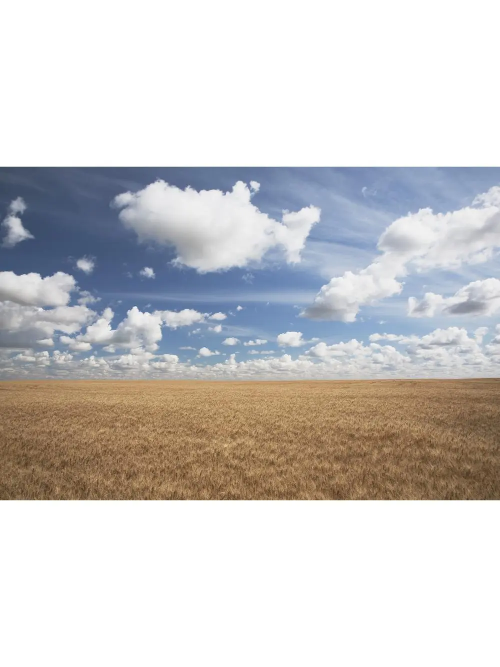 Wheat Field & Clouds In the Sky Poster Print, 19 x 12