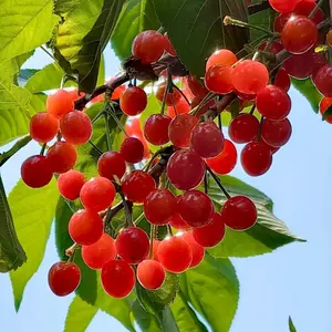 40 Pcs Cherry Tree Seeds for Planting – Sweet Fruit Tree Seeds for Home Gardens, Patio Pots, and Small Outdoor Growing Spaces, Seeds Only Not Live Plants
