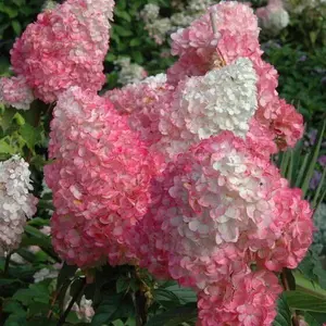 5 Bright Vanilla Strawberry Hydrangea Seeds - Flower Seed Pack, Perennial Flower Mix, Decorative Planting Accent, Cottage Garden Charm