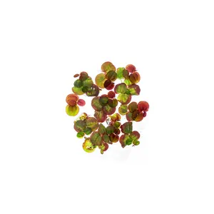 Phyllanthus Fluitans Red Root Floater