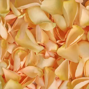 Rose Petals Peach - Premium Ecuadorian Import 10 Bags 500 Petals Each 250g for Gifting or Personal Use Free USA Delivery
